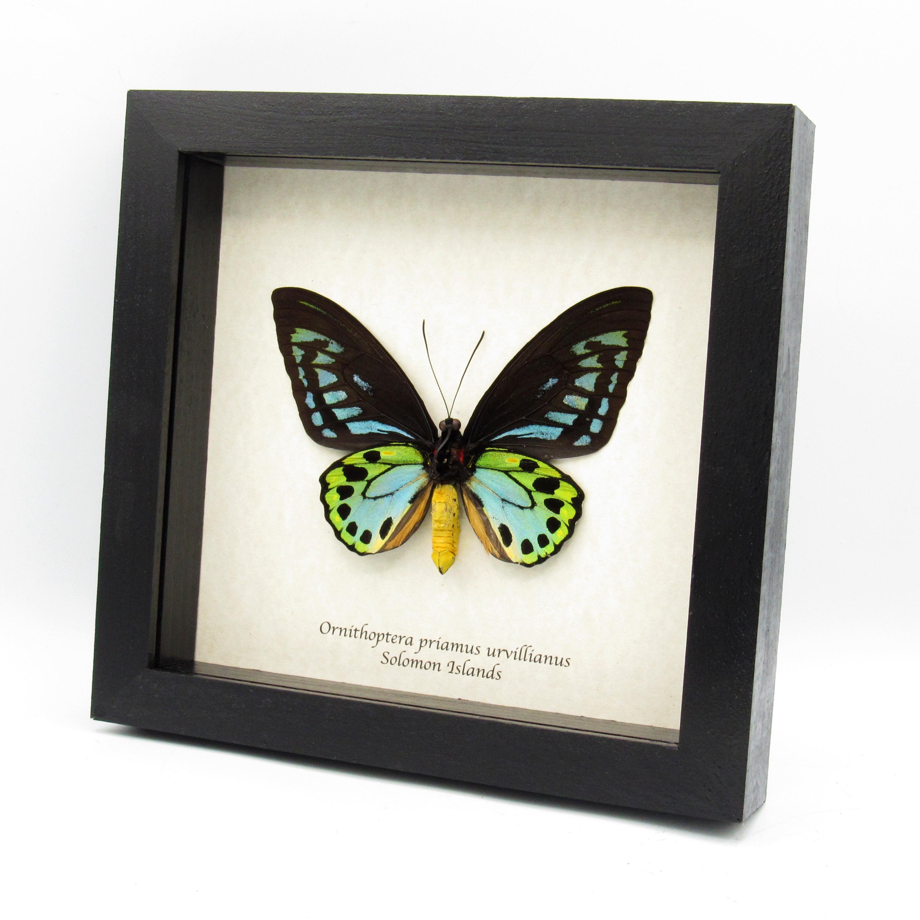 Rare GIANT Blue Birdwing Butterfly Framed Taxidermy - Ornithoptera Rare GIANT Blue Birdwing Butterfly Framed Taxidermy - Ornithoptera