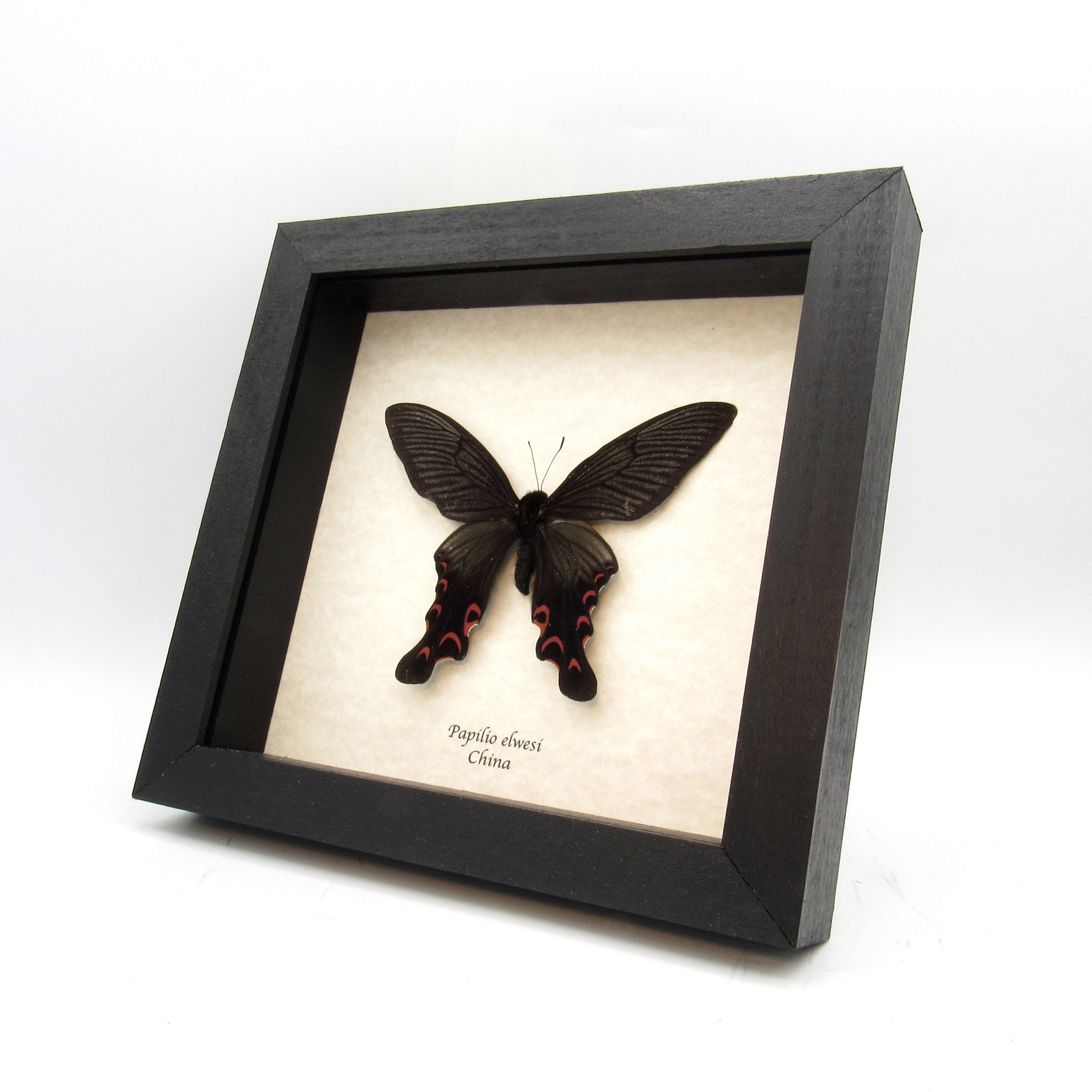 Real Swallowtail Butterfly Framed Taxidermy - Papilio Elwesi Small Spring Form