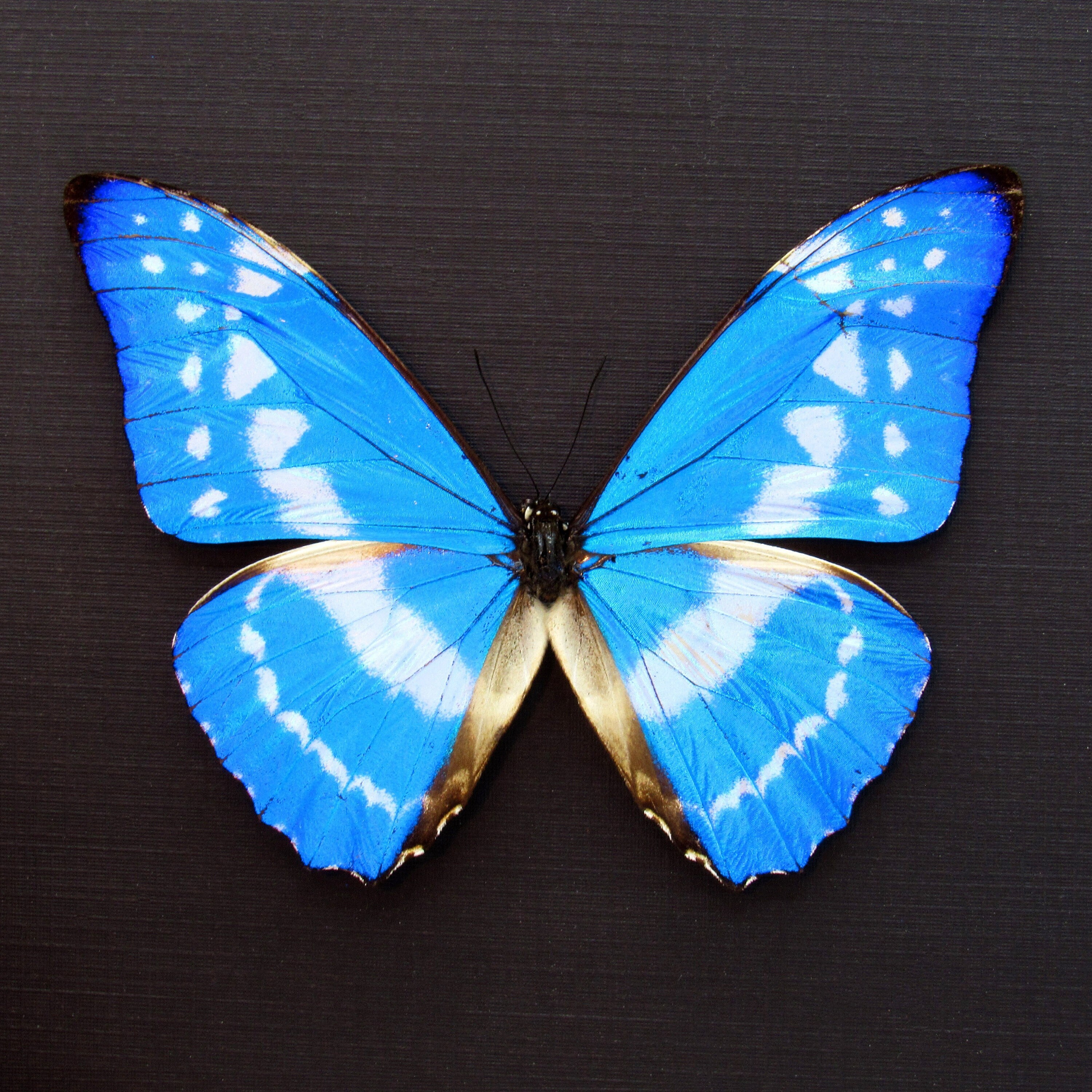 Rare Metallic Blue Butterfly Framed Taxidermy - Morpho Cypris - Etsy
