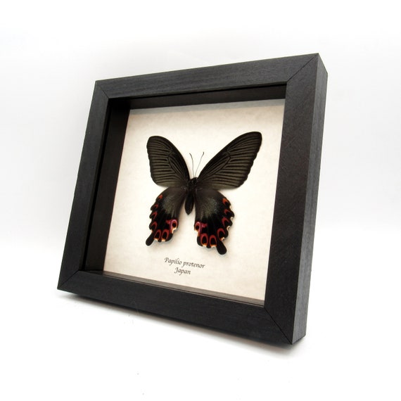 ニューカレドニア 鉱石標本 木製フレーム