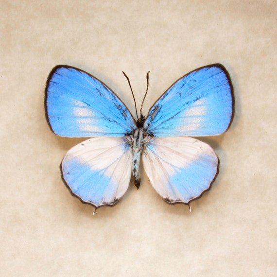 本物の小さな青い蝶の剥製 - Jamides euchylas - Etsy 日本