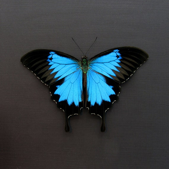 Real Iridescent Blue Emperor Butterfly Framed Taxidermy - Papilio