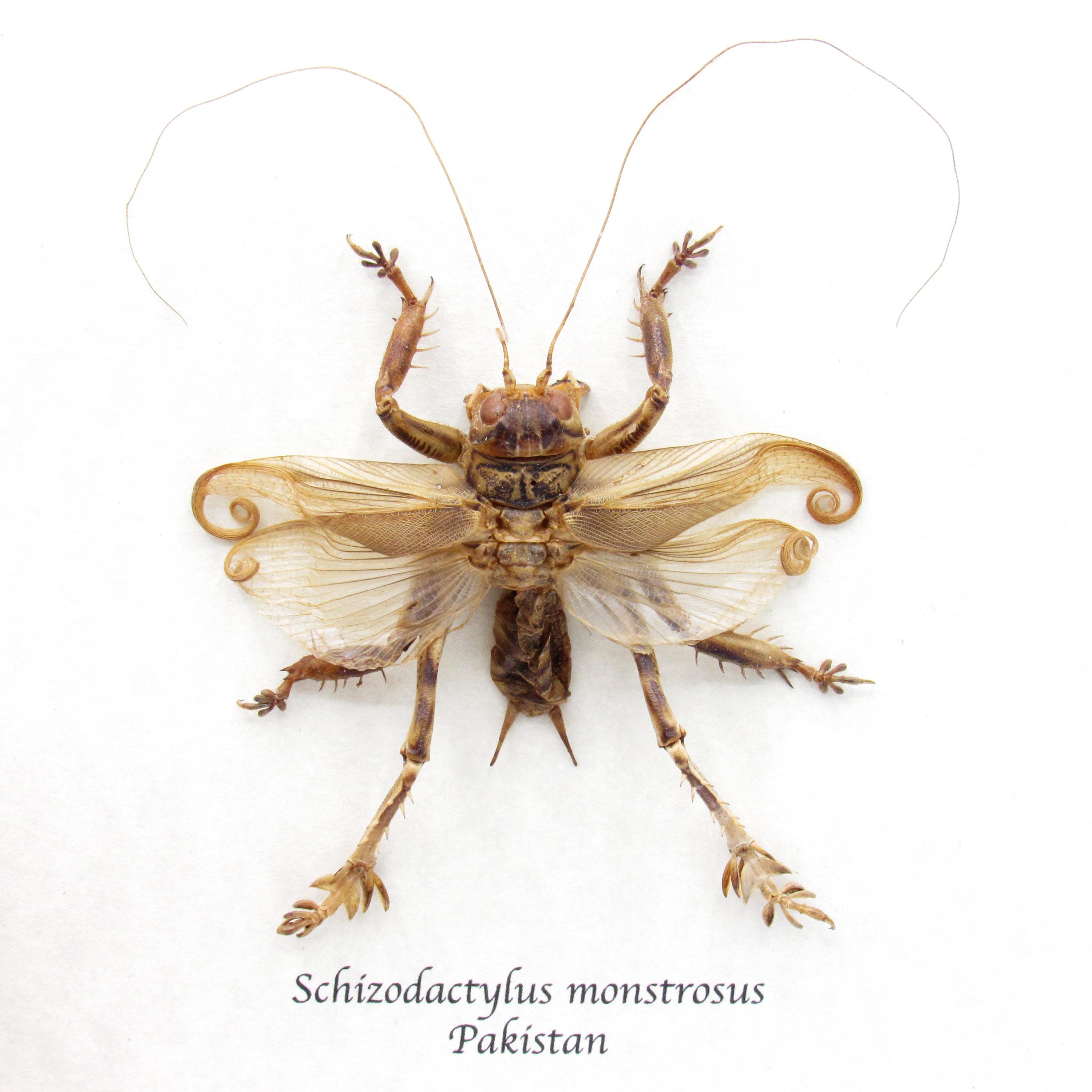 Rare Carnivorous Pakistani Desert Cricket Framed Taxidermy
