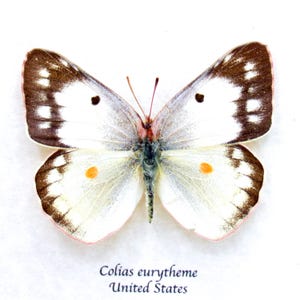 May include: A white butterfly with brown markings and orange spots. The butterfly is mounted on a white background with the text "Colias eurytheme United States" below it.
