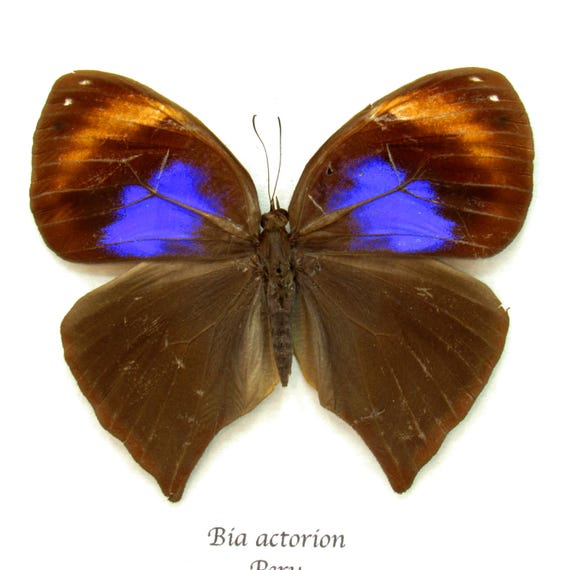 珍しい不確かなフクロウ蝶の額入り剥製 - Bia actorion - Etsy 日本