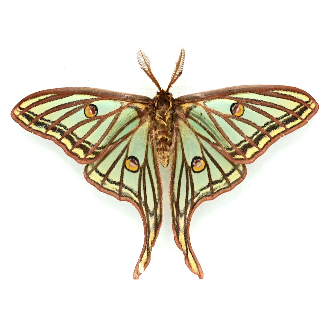 Rare Spanish Moon Moth Framed - Graellsia Isabellae - Victorian