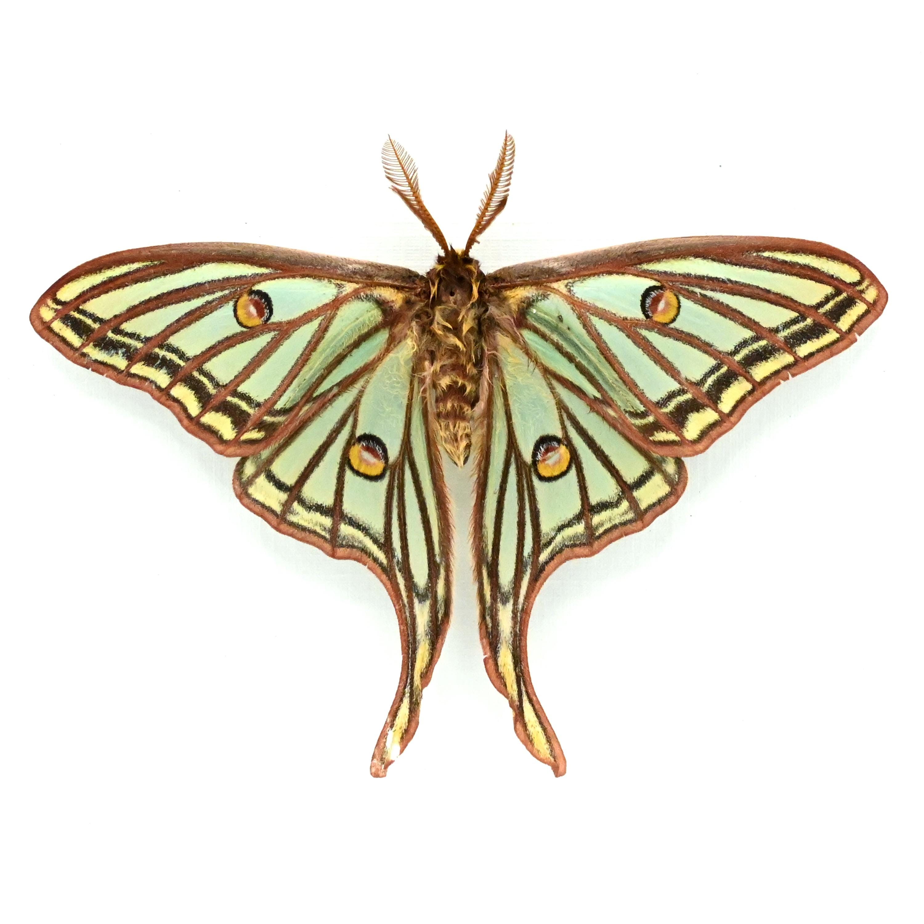 Rare Spanish Moon Moth Framed - Graellsia Isabellae - Victorian