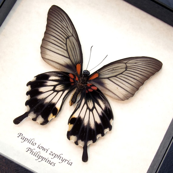 本物のオオアゲハの剥製 - Papilio iowi zephyria - メス - Etsy 本物のオオアゲハの剥製 - Papilio iowi zephyria - メス - Etsy