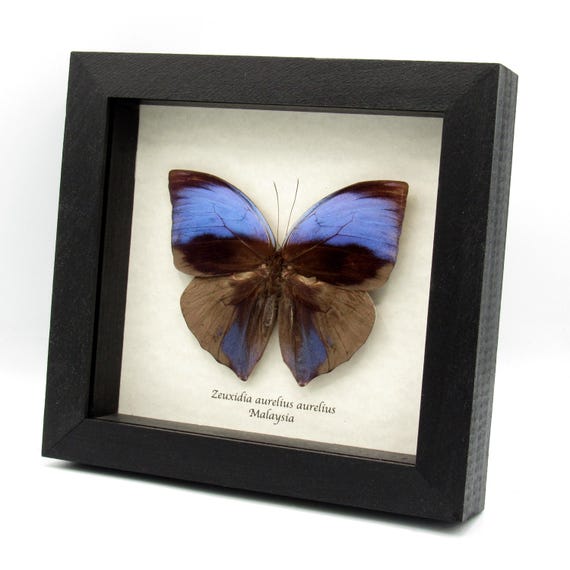 Real Purple Giant Saturn Butterfly Framed Taxidermy - Zeuxidia