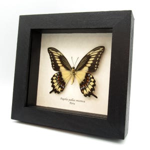 Rare Broad Banded Swallowtail butterfly framed specimen - Papilio pallas mixteca
