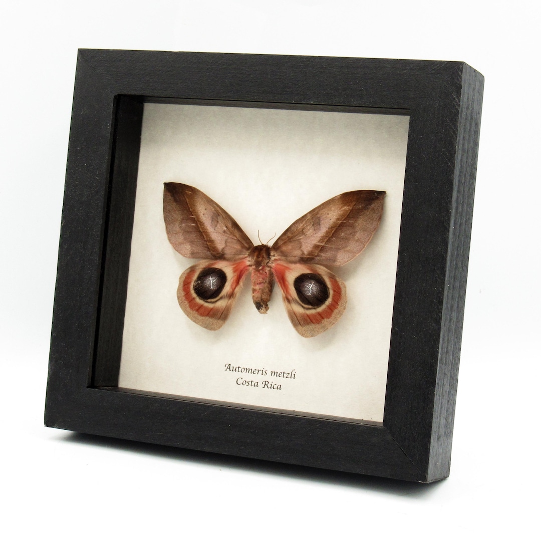 Real Giant Saturn Moth Framed Taxidermy - Automeris Metzli - Female - Etsy