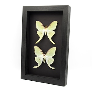 Real Luna Moon moth pair framed specimens - Actias luna - male and female