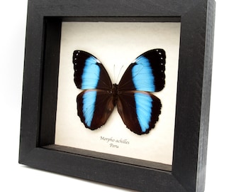 珍しいモルフォ蝶のメスの額入り剥製 - Morpho cypris - Etsy 日本 珍しいモルフォ蝶のメスの額入り剥製 - Morpho cypris - Etsy 日本