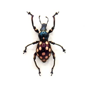 Puede incluir: Un escarabajo negro y morado con manchas blancas, sus patas están extendidas hacia afuera y sus antenas son largas y delgadas.