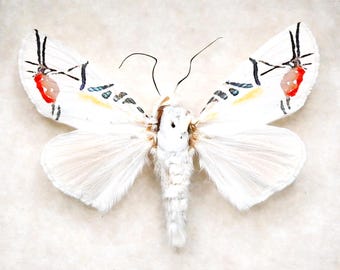珍しいピンクのエレビッド蛾の額入り標本 - Naganoella triandra
