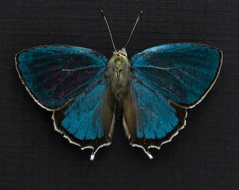 珍しい虹彩色の青いシジミチョウの額入り剥製 - Favonius saphirinus