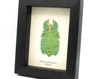 本物の巨大サソリの剥製 - Heterometrus laoticus - 大型 - Etsy 日本