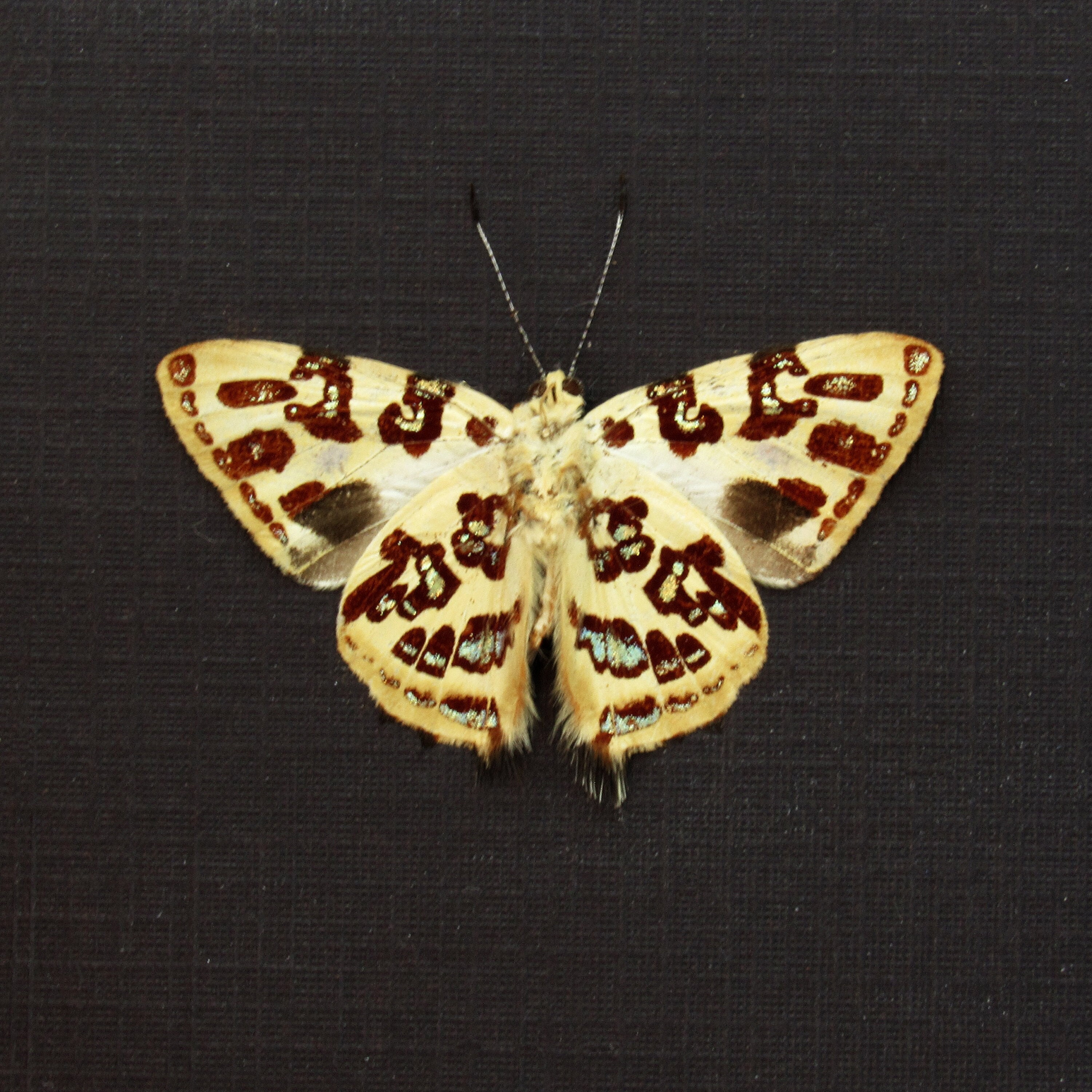 Rare Metallic Gold Metalmark Butterfly Framed Taxidermy Anteros Acheus ...