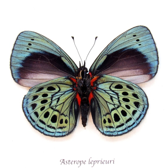 バタフライアート　アフリカ　蝶　額 本物の虹色に輝く青いキバタフライの額入り剥製 - Asterope leprieuri