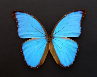 Real XL Blue Morpho Butterfly Framed Taxidermy - Morpho Didius