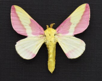 額入り本物の青い蛾の剥製 - Alcides orontes - Etsy 日本