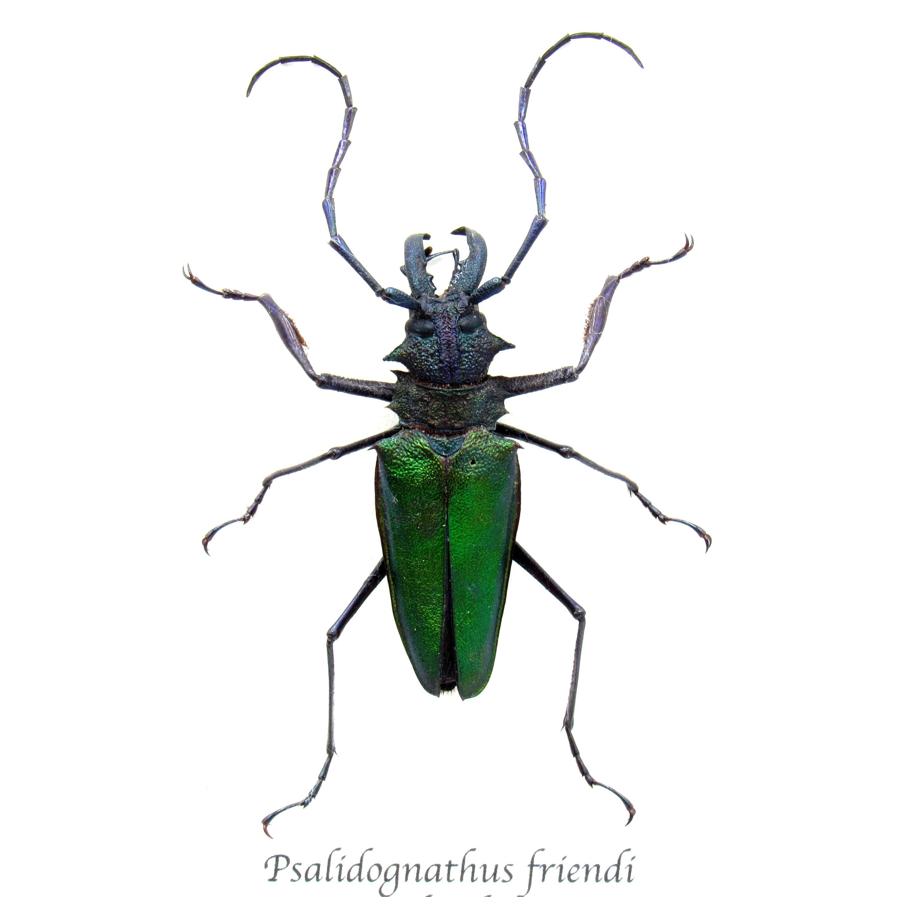 Beetle cerambicidae psalidognathus friendi, nice male 6,4 cm