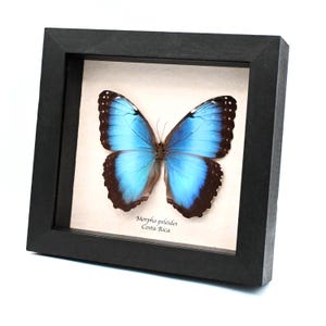May include: A framed Morpho peleides butterfly specimen from Costa Rica. The butterfly features vibrant iridescent blue wings with dark brown borders and white spots, displayed against a light background inside a black square frame.