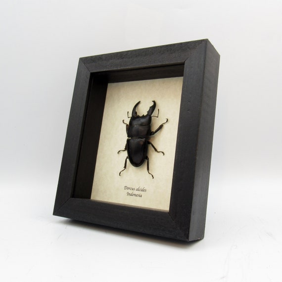 額入りの本物のオオクワガタ - Dorcus alcides - Etsy 日本