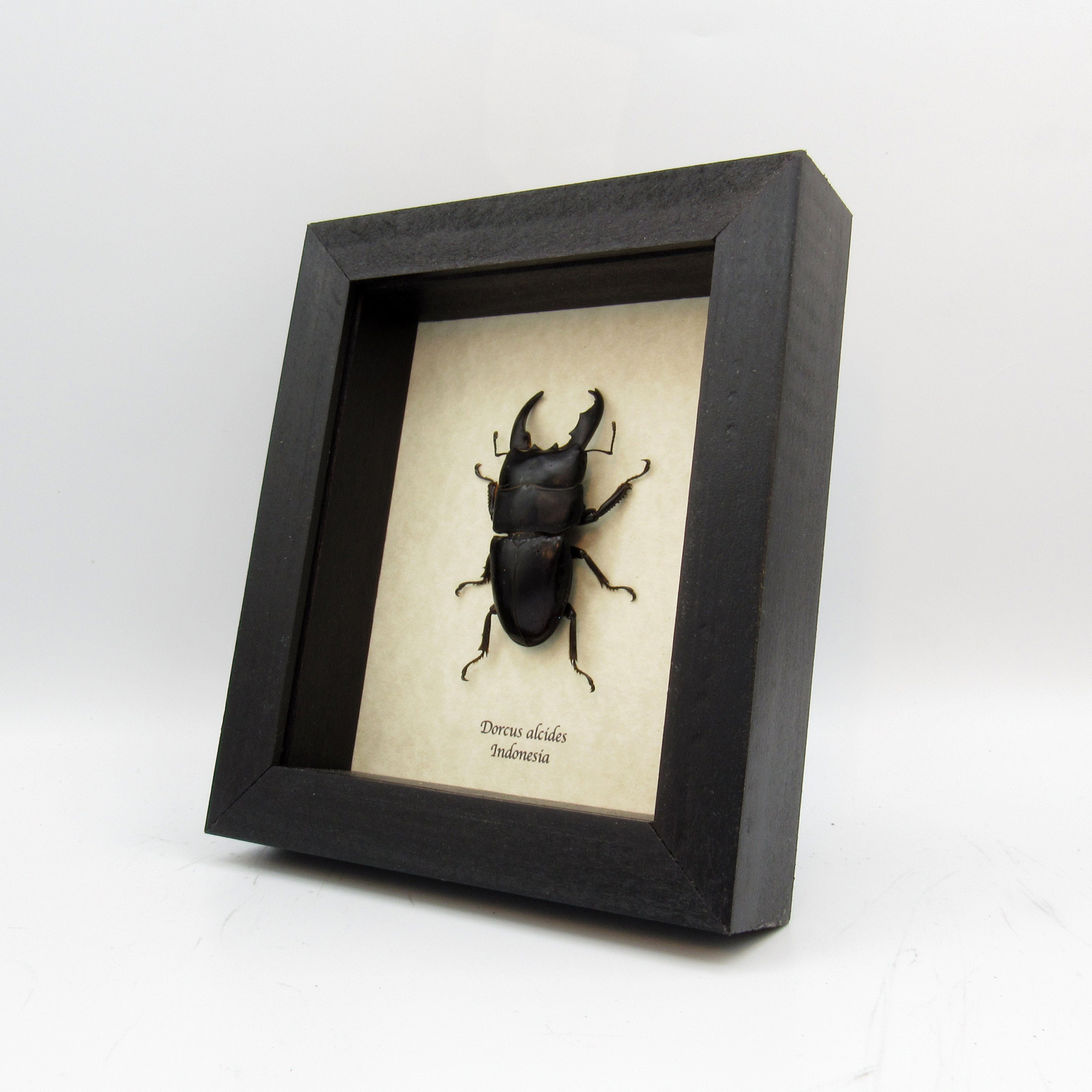 額入りの本物のオオクワガタ - Dorcus alcides - Etsy 日本