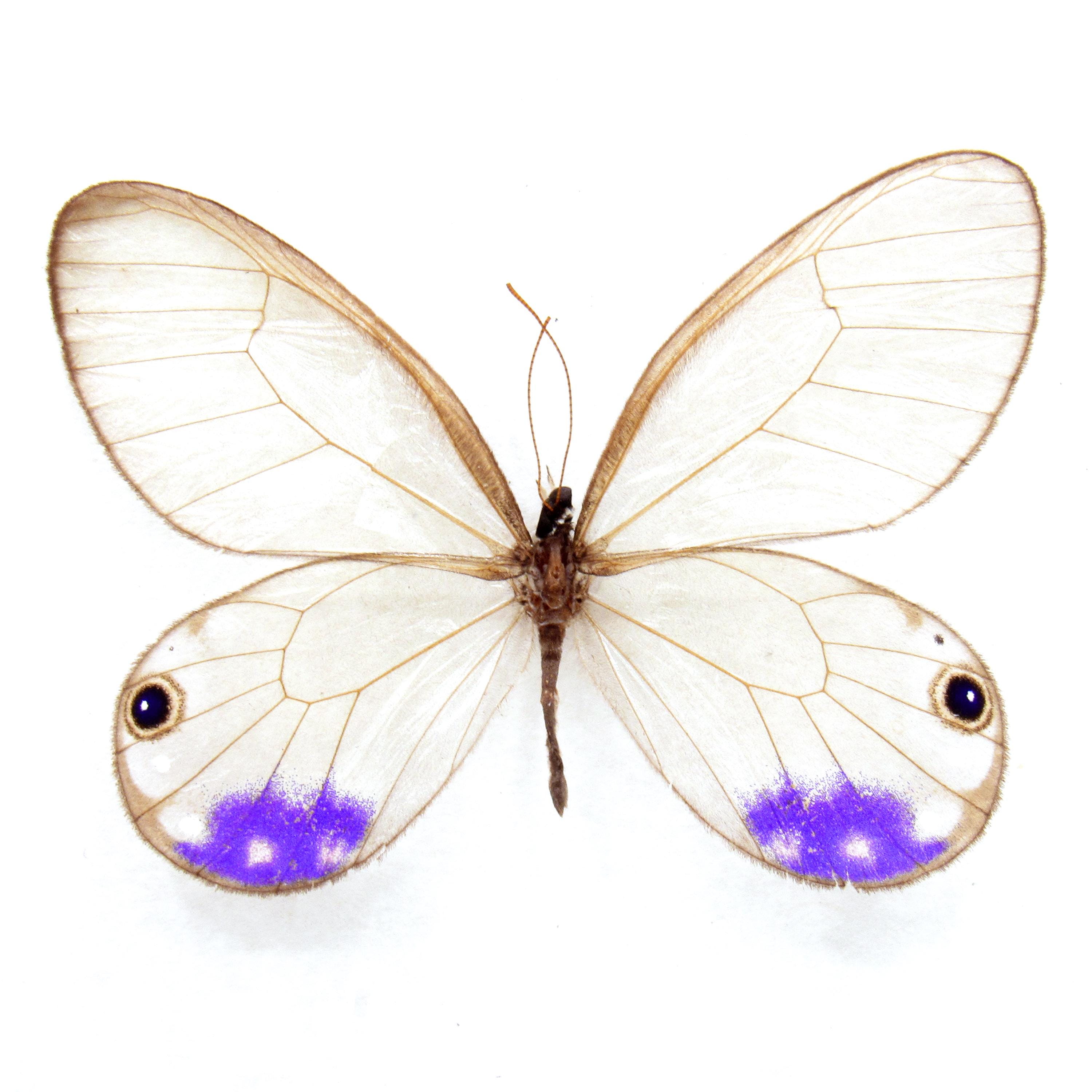 Very Rare Purple Glasswing Butterfly Framed Taxidermy - Cithaerias
