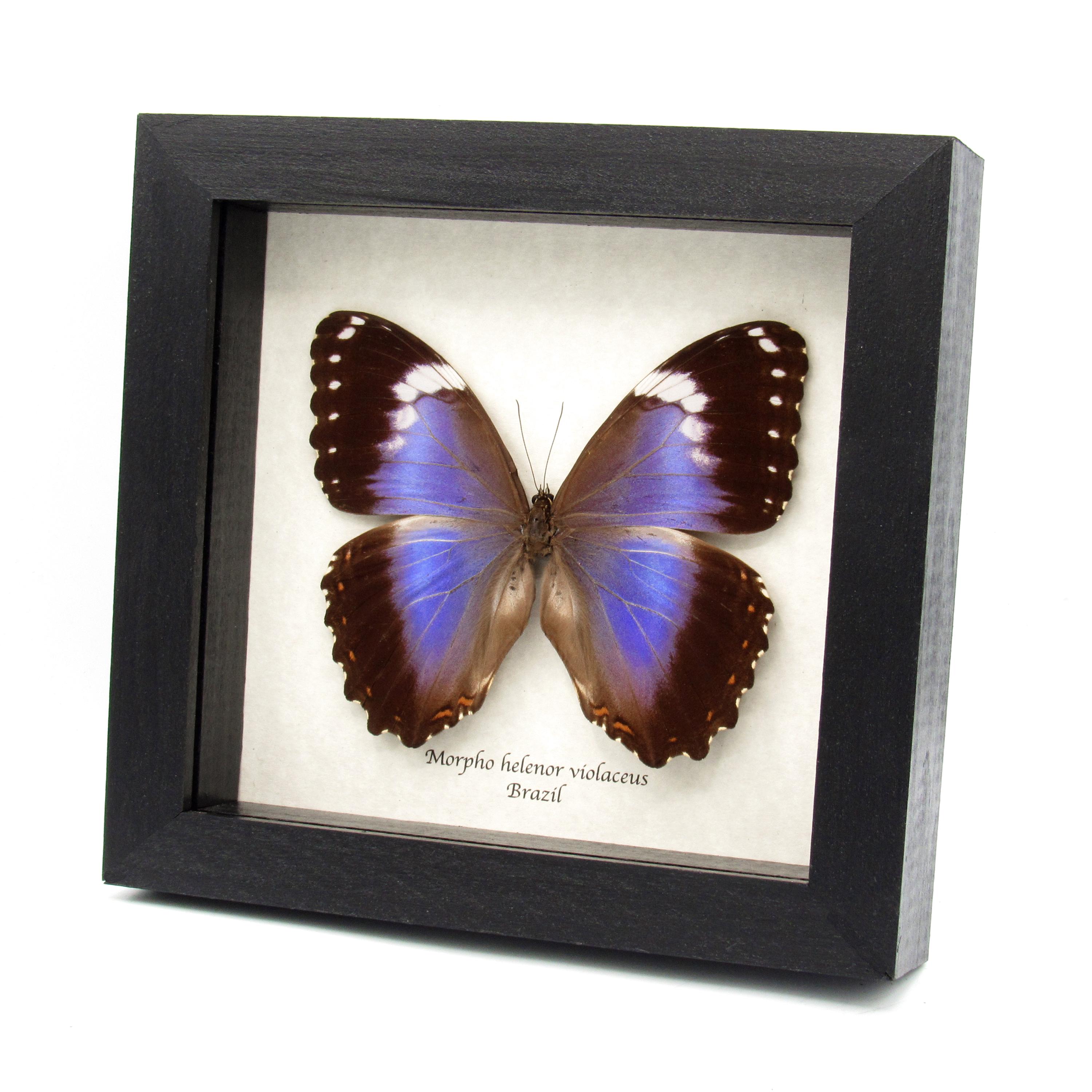 Rare Giant Violet Morpho Butterfly Framed Taxidermy - Morpho