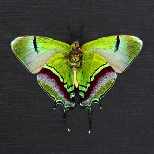 Real Metallic Green Butterfly Framed Taxidermy Evenus Regalis Victorian ...