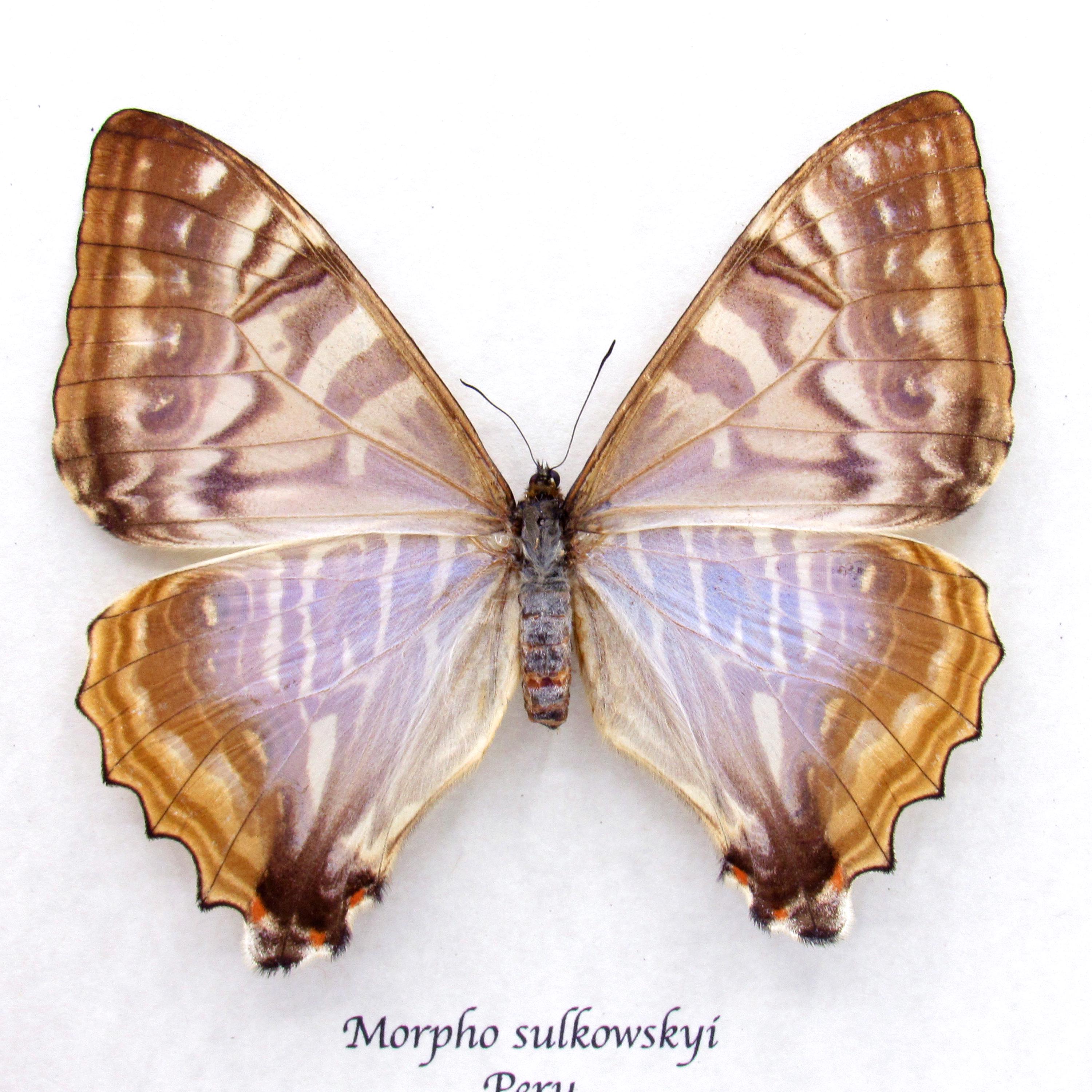 Rare Pearl Morpho Framed Taxidermy - Morpho Sulkowskyi - Female - Etsy