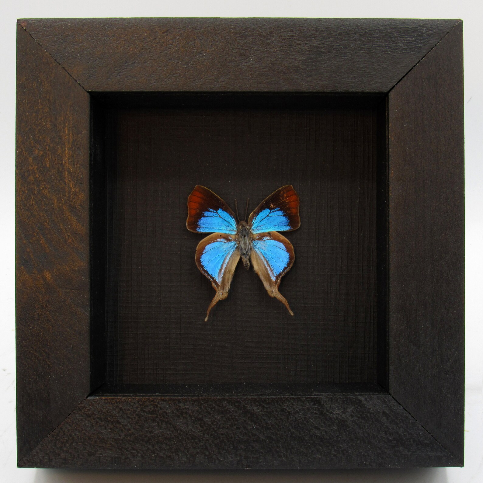 Real Fig Tree Blue butterfly framed Myrina silenus ficedula Etsy