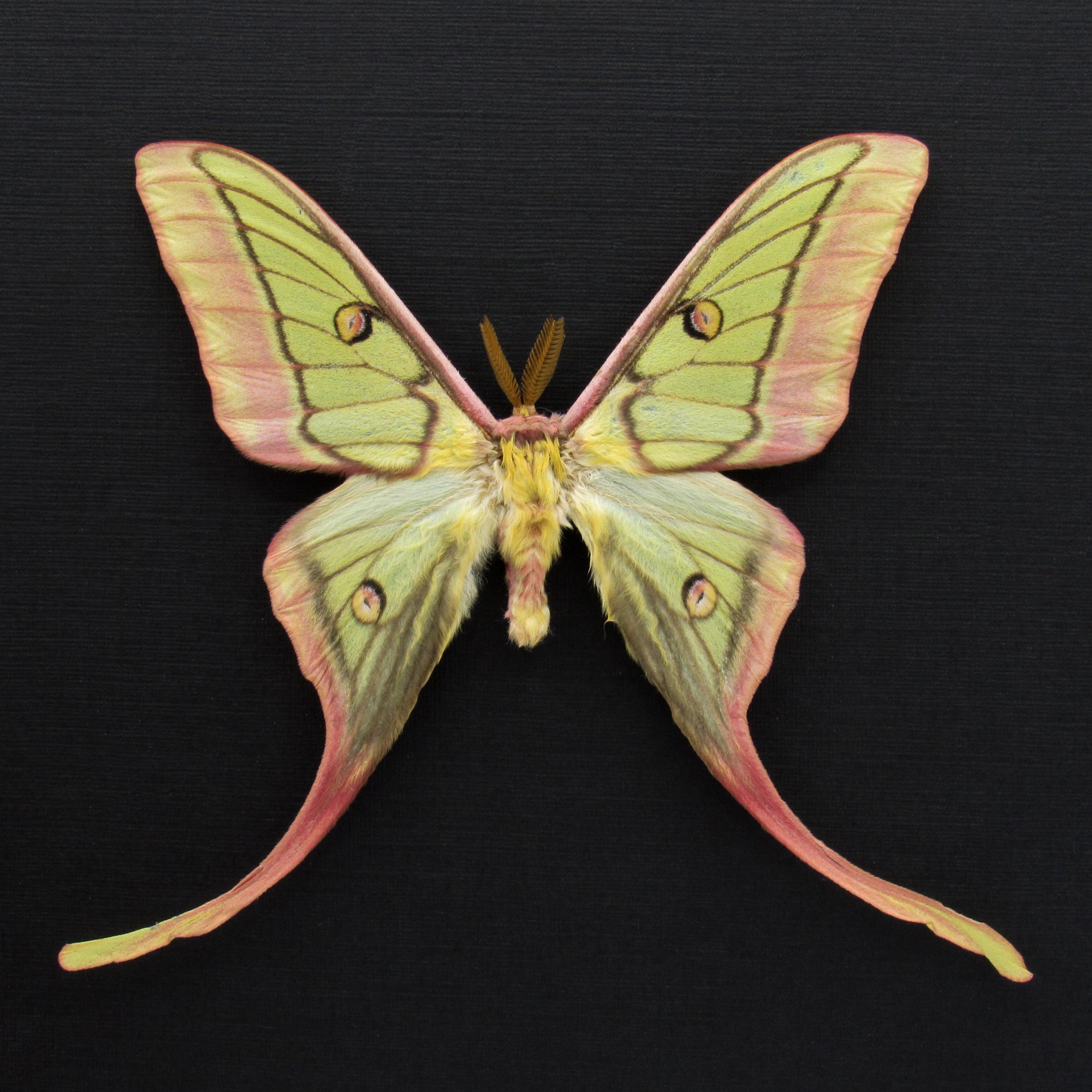 Very Rare Hybrid Moon Moth Framed Taxidermy - Actias Dubernardi X