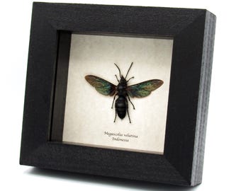 本物の巨大スズメバチ（Megascolia azurea）の額装写真 - メス - Etsy 日本