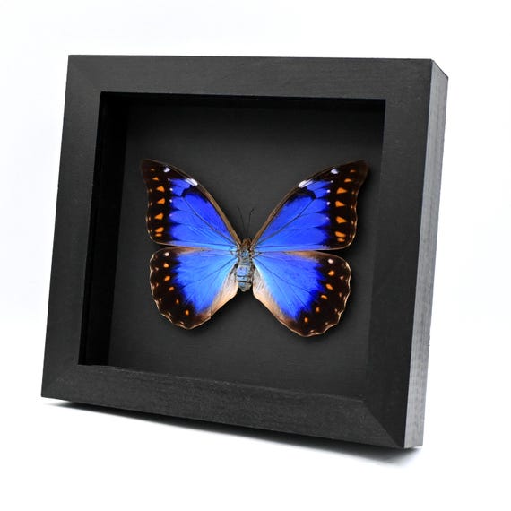 Very Rare Metallic Blue/violet Morpho Butterfly Framed Taxidermy
