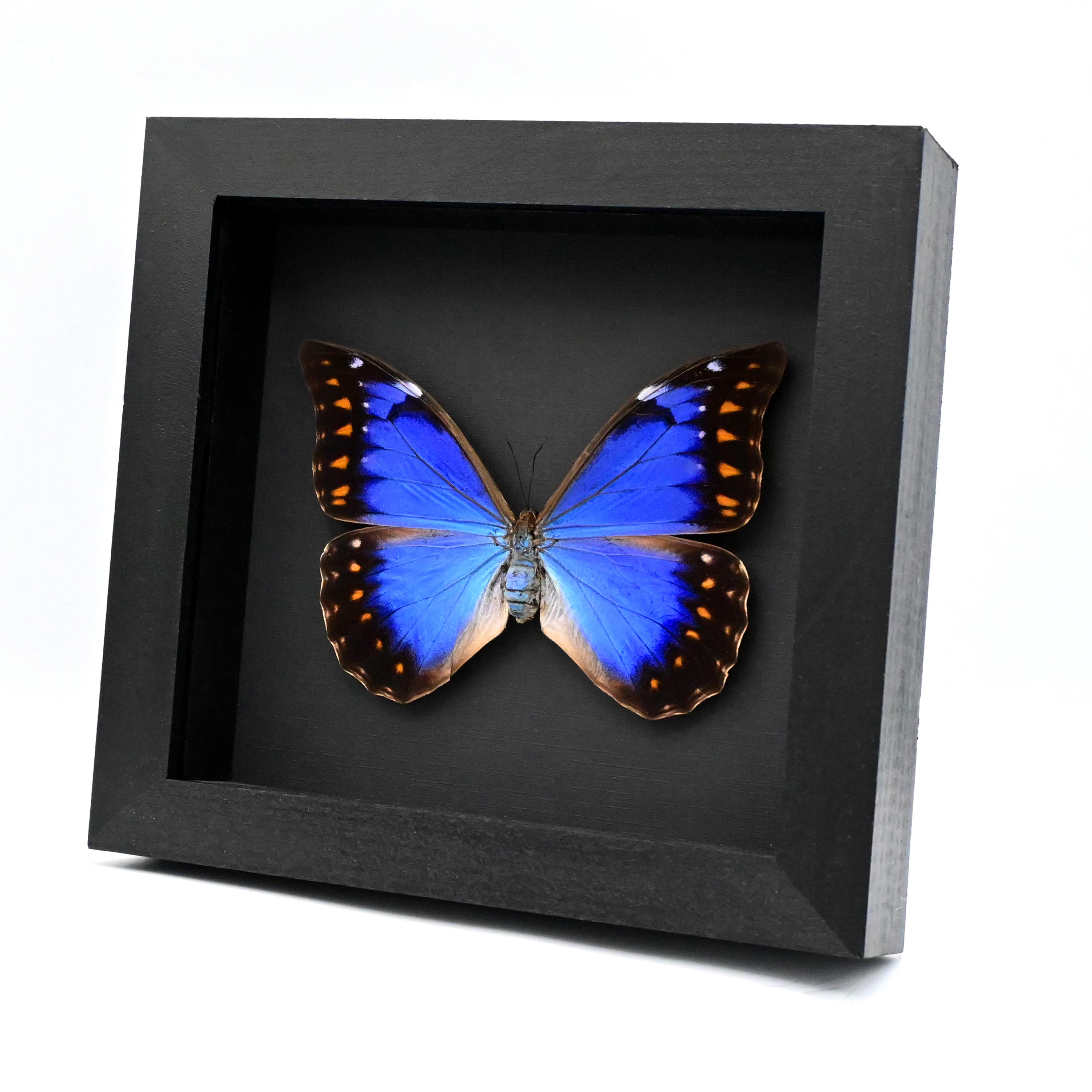 Very Rare Metallic Blue/violet Morpho Butterfly Framed Taxidermy