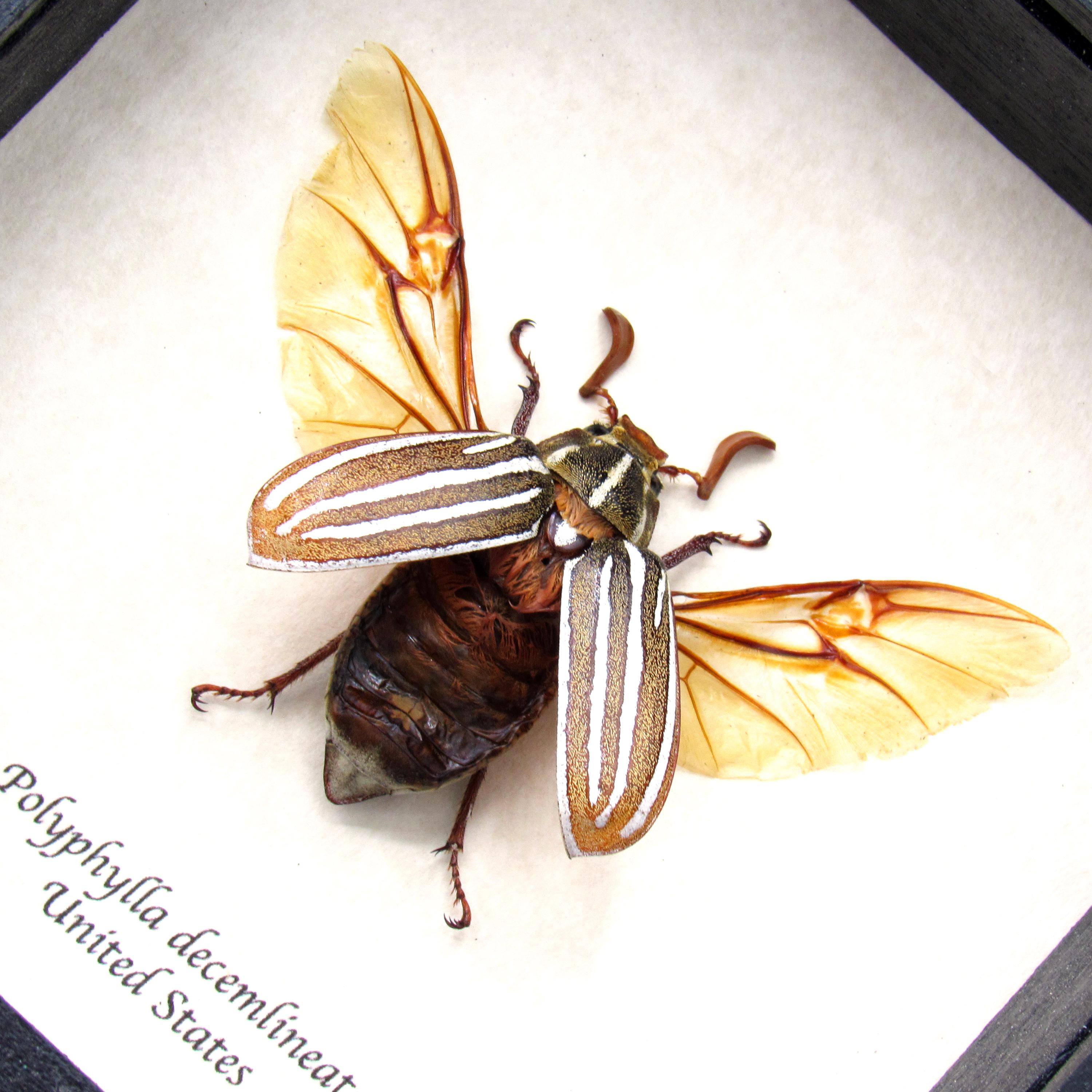 Real Ten-lined June Beetle Framed Taxidermy - Polyphylla