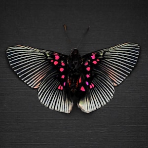 見事な本物のハイブリッド アグリアス蝶の額入り剥製 - Agrias