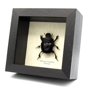 May include: A black beetle, framed in a black wood frame, with the text "Helicopriis bucephalus Indonesia" below it.