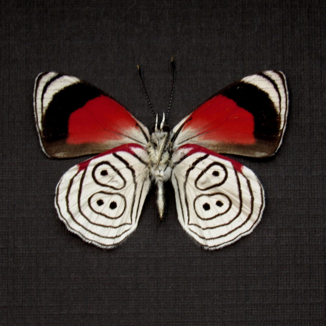 Real Cramer's 88 Butterfly Framed Taxidermy - Diaethria Clymena - Etsy
