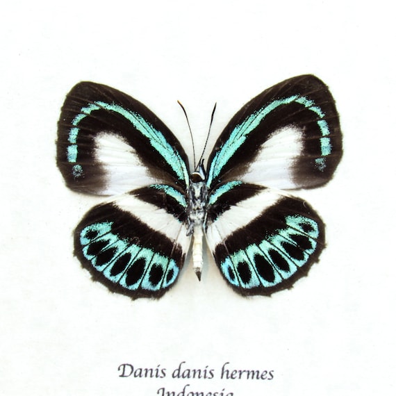 Real Blue Butterfly Framed Taxidermy - Danis Danis Hermes - Female