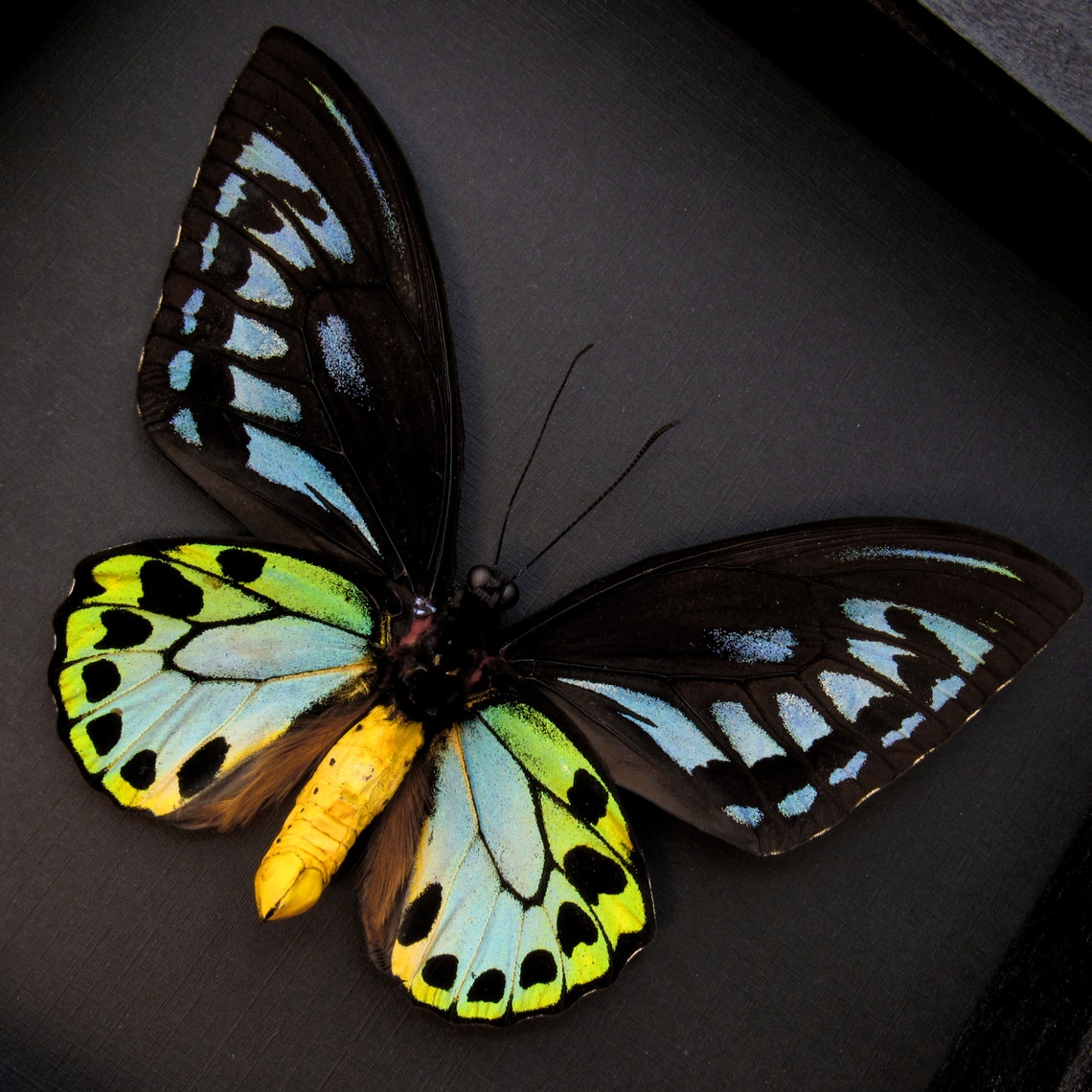 Rare GIANT Blue Birdwing butterfly framed Ornithoptera Etsy