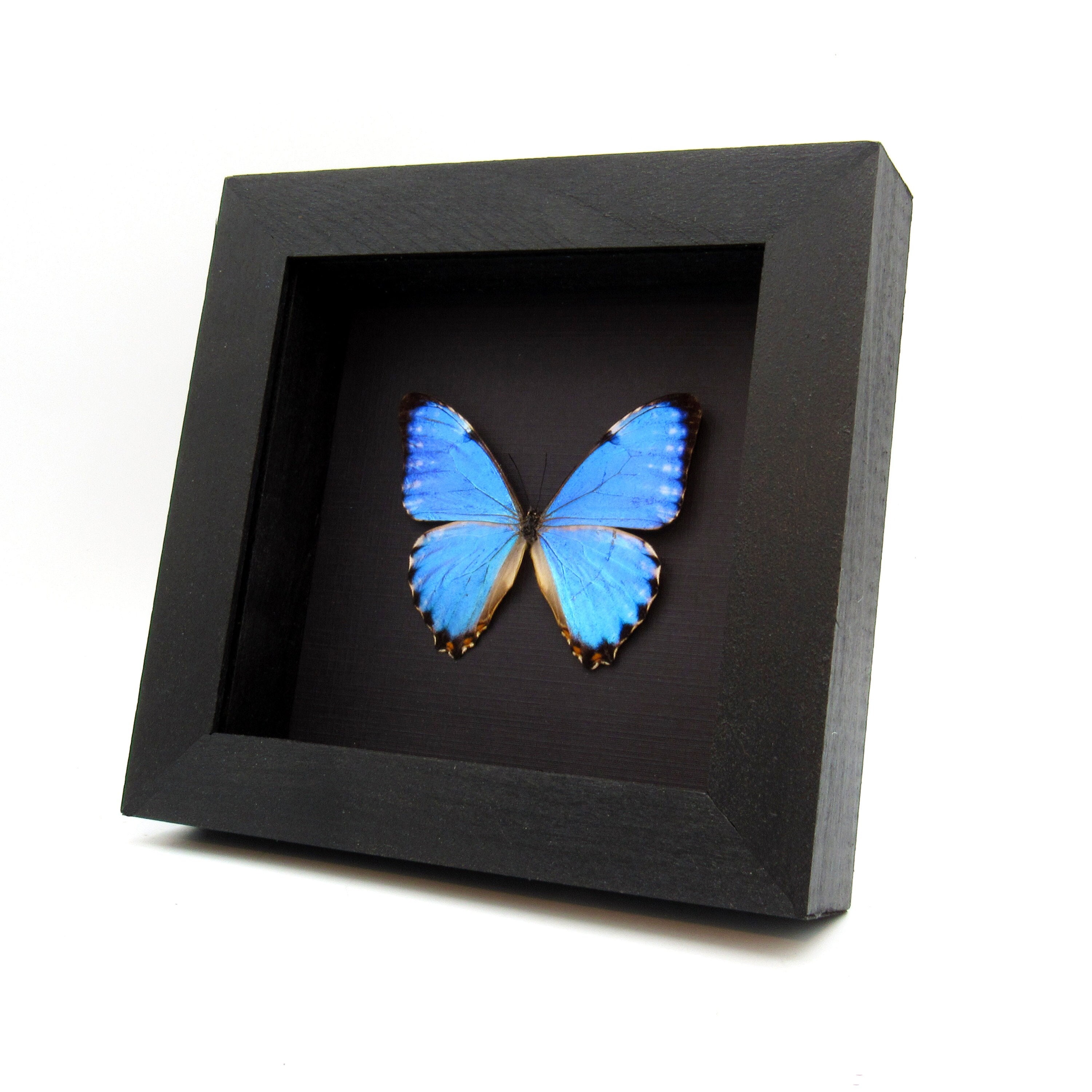 Real Iridescent Blue Morpho Butterfly Framed Taxidermy - Morpho Portis ...