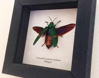 Real beetle framed - Catoxantha opulenta