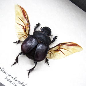 Real XL Dung Beetle framed taxidermy - Heliocopris bucephalus - female