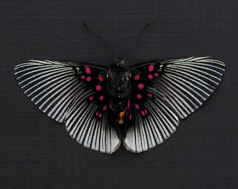 珍しいモルフォ蝶のメスの額入り剥製 - Morpho cypris - Etsy 日本