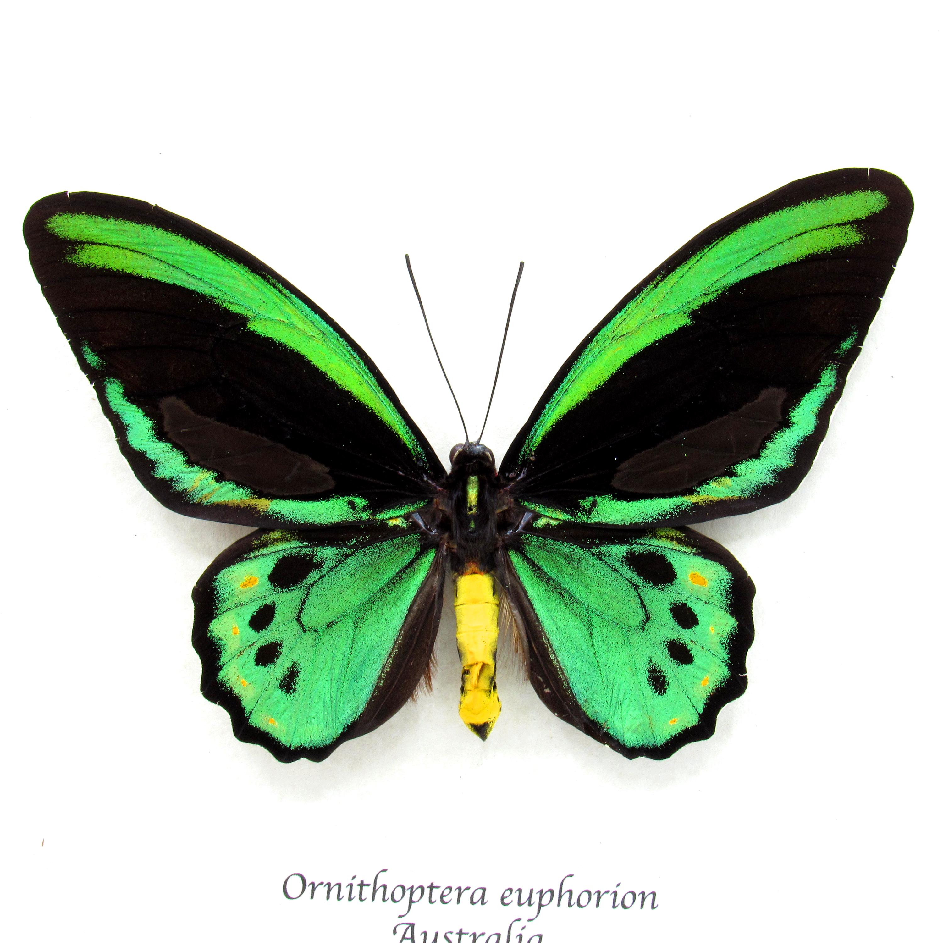 Rare Australian Cairns Birdwing Butterfly Framed Taxidermy