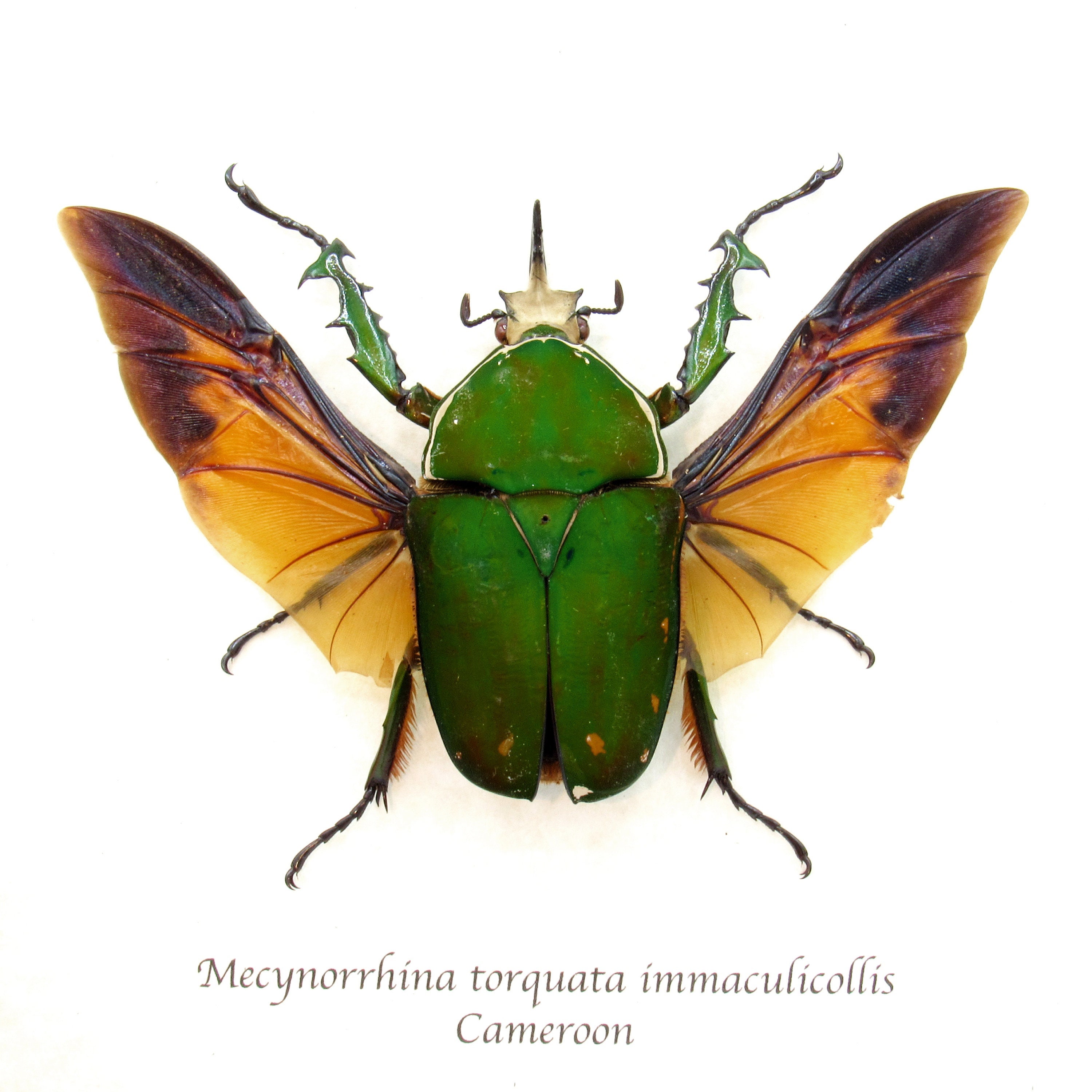 Real XL Flower Beetle Framed Taxidermy - Mecynorhina Torquata